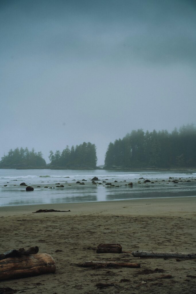 foggy beach with trees